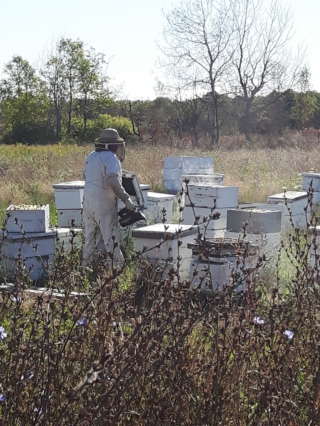 Shanes Apiaries | 418 Shane St, Odessa, ON K0H 2H0, Canada | Phone: (613) 386-3237