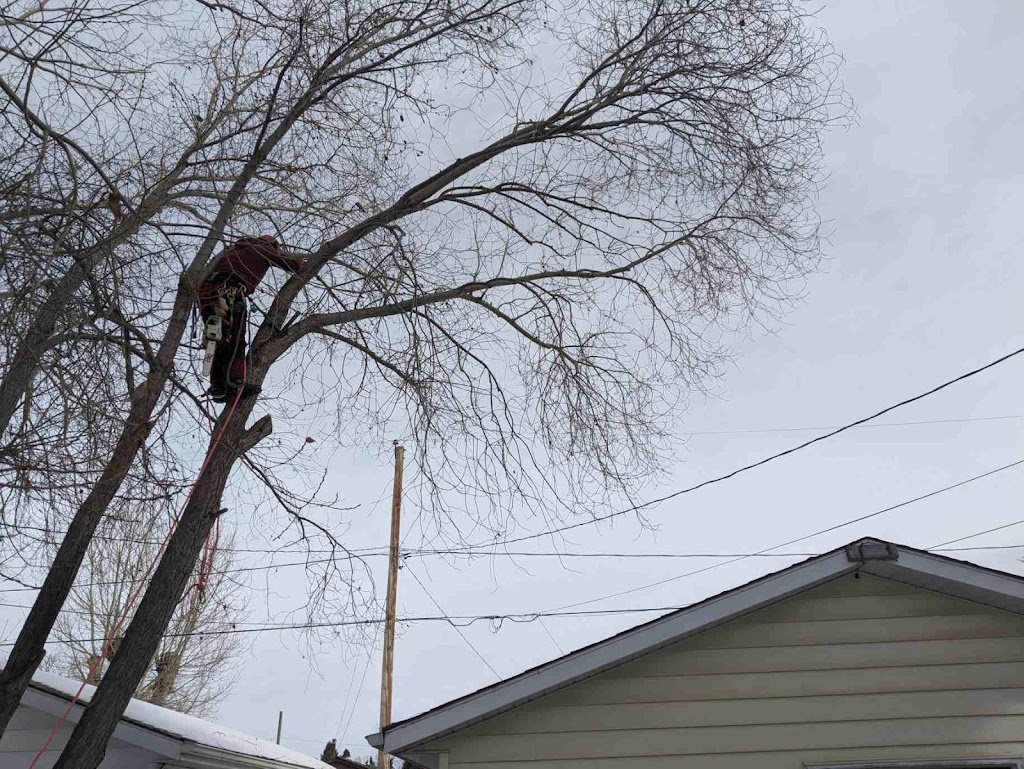 Mountain Country Tree Care | 67 Knight Pl, Crossfield, AB T0M 0S0, Canada | Phone: (403) 836-5765