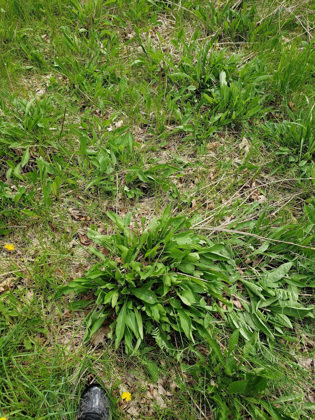 Grassy Brook | Grassy Brook Rd, Welland, ON, Canada