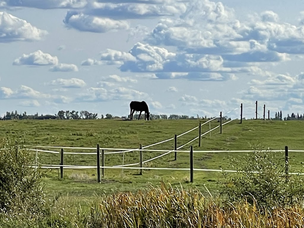 Falkenberg Stables | 49152 AB-814, Leduc, AB T9E 2X2, Canada | Phone: (780) 399-7757