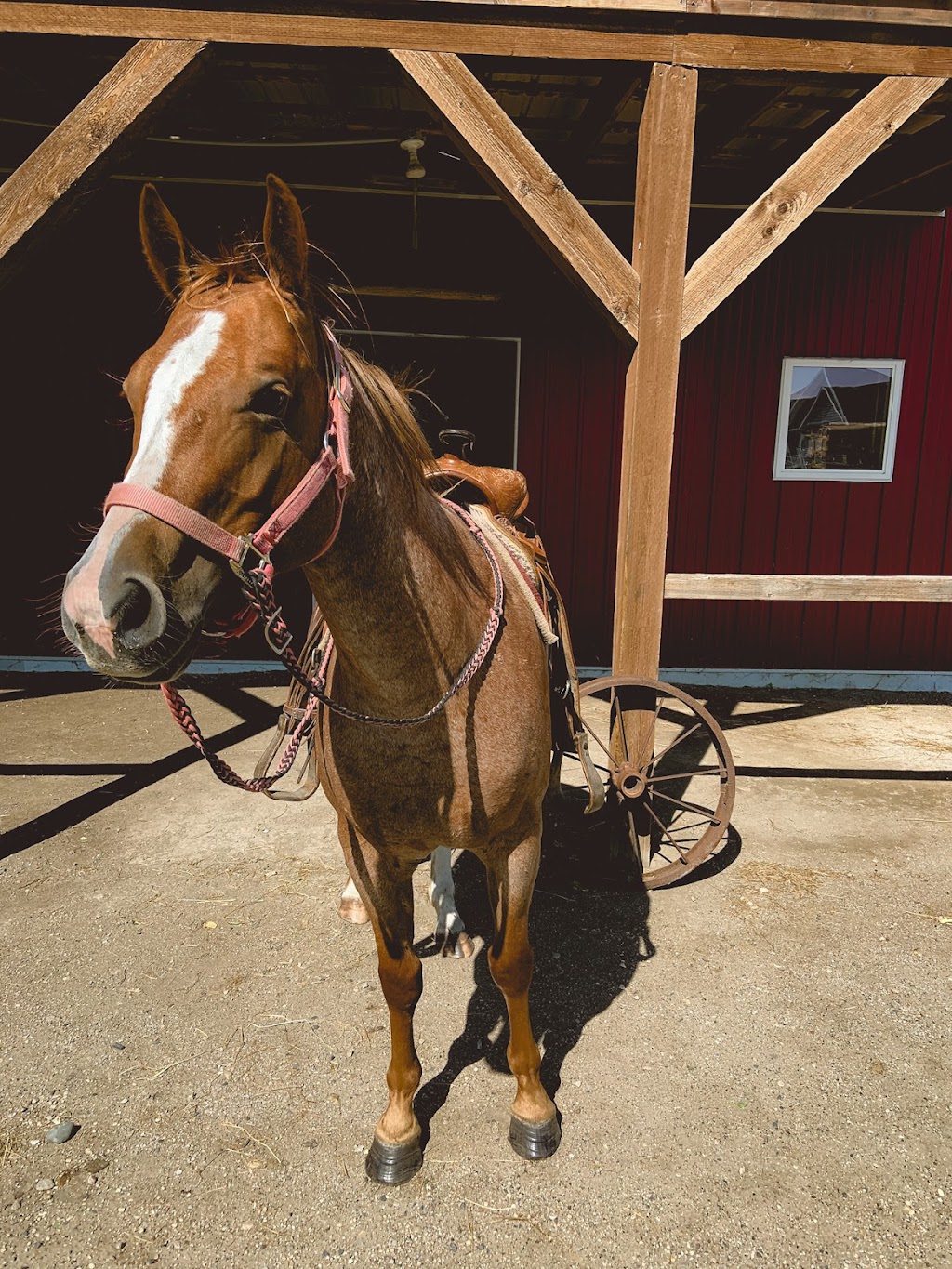 Pony Tails Petting Zoo | Rd 20W, Friedensfeld West, MB R0G 1R0, Canada | Phone: (204) 362-7372