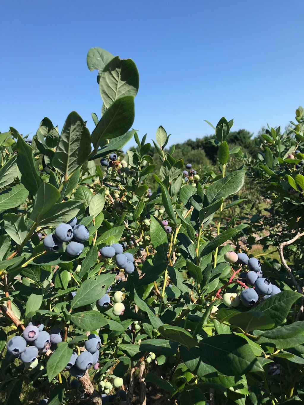 BLEUETIÈRE Les jardins bleus | 4 Chem. Montplaisir, Hatley, QC J0B 2C0, Canada | Phone: (438) 321-5666