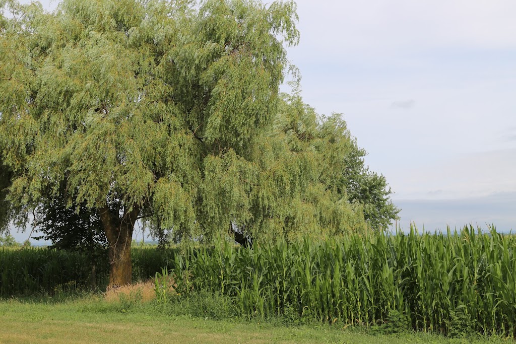 Ferme GeoBastien | 216 Chem. de la Plaine, Sainte-Anne-des-Plaines, QC J0N 1H0, Canada | Phone: (450) 838-8424