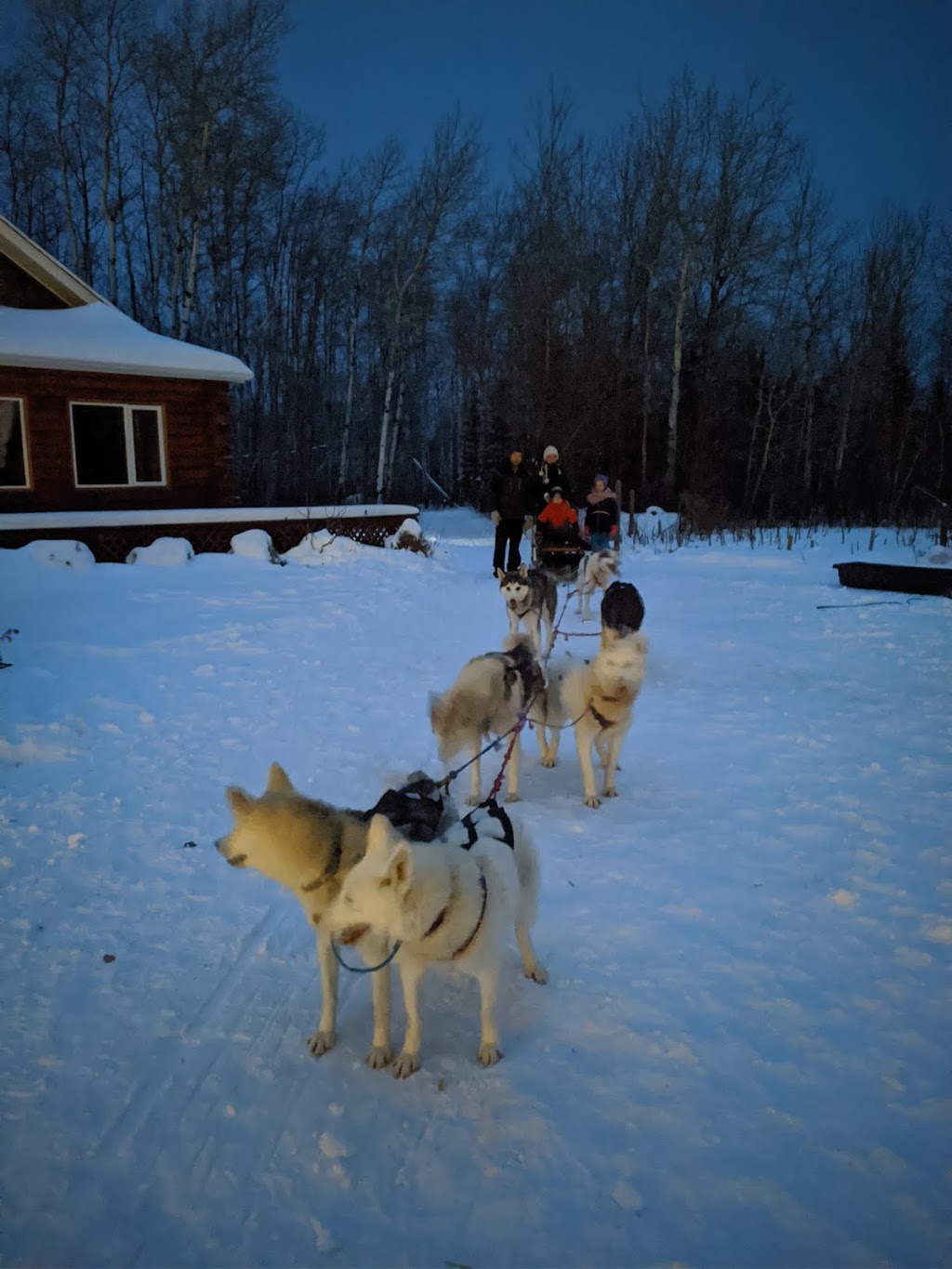 Harness Adventure Mushing Co. | Trans-Canada Hwy, Richer, MB R0E 1S0, Canada | Phone: (431) 232-3237