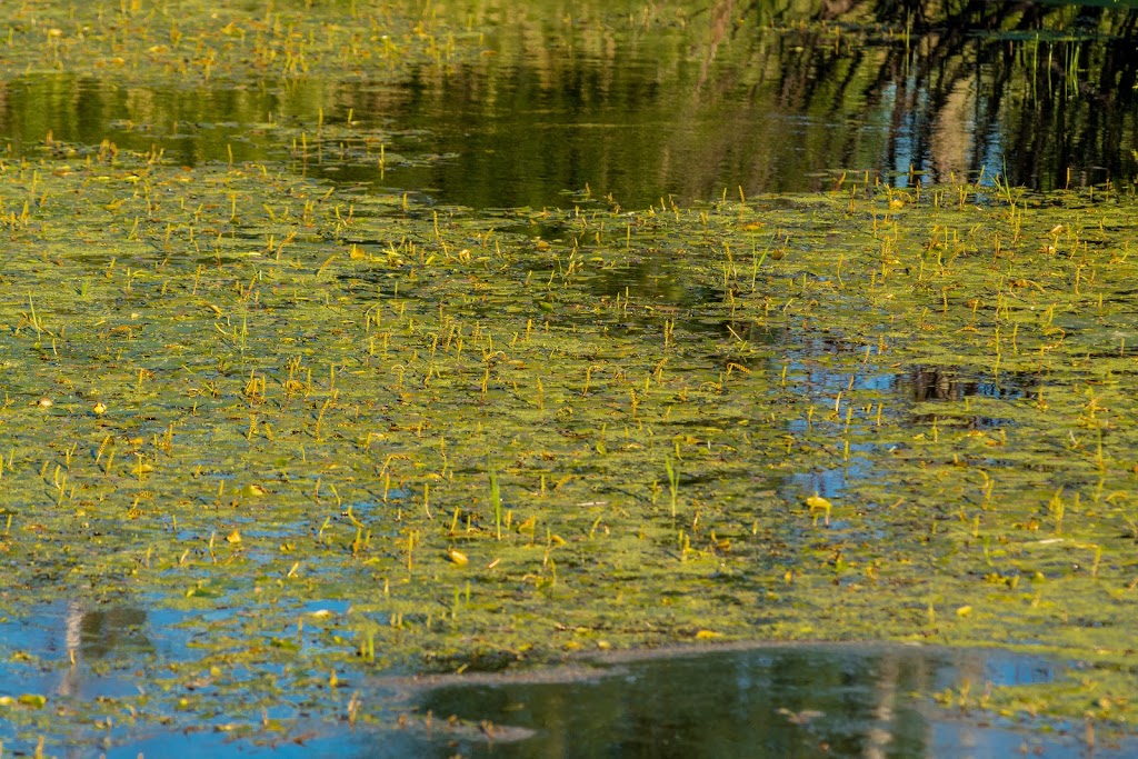 Cavan Swamp Wildlife Area | Cavan, ON L0A 1C0, Canada