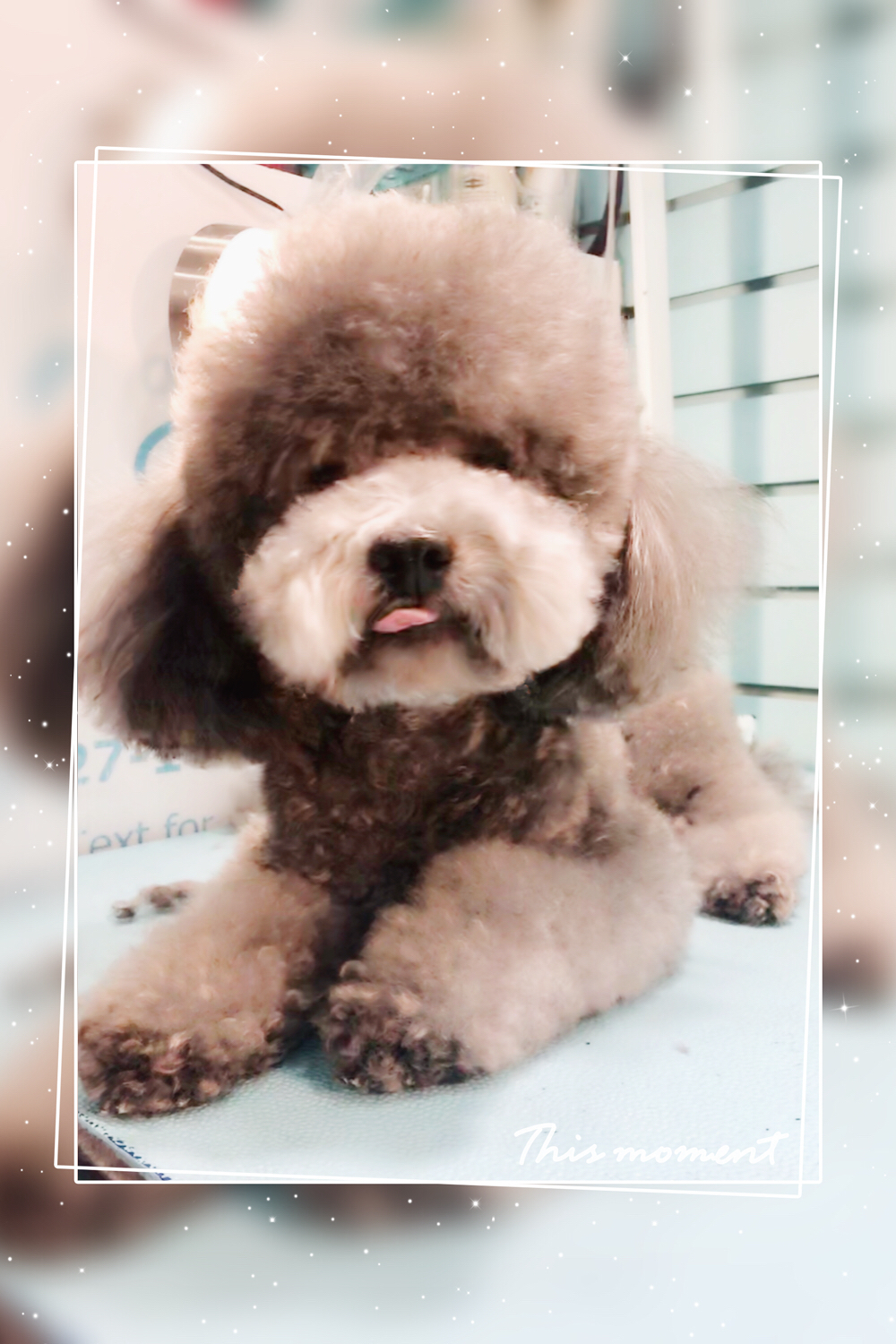 Yabo Pet Spa 寵物造型工作室 | 150-815 1st St, New Westminster, BC V3L 2H7, Canada | Phone: (604) 727-1086