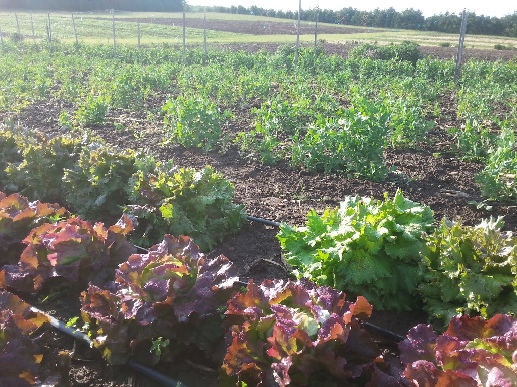 Fertile Ground Farm | 1560 Carmel-Koch Rd, St. Agatha, ON N0B 2L0, Canada | Phone: (226) 747-2552