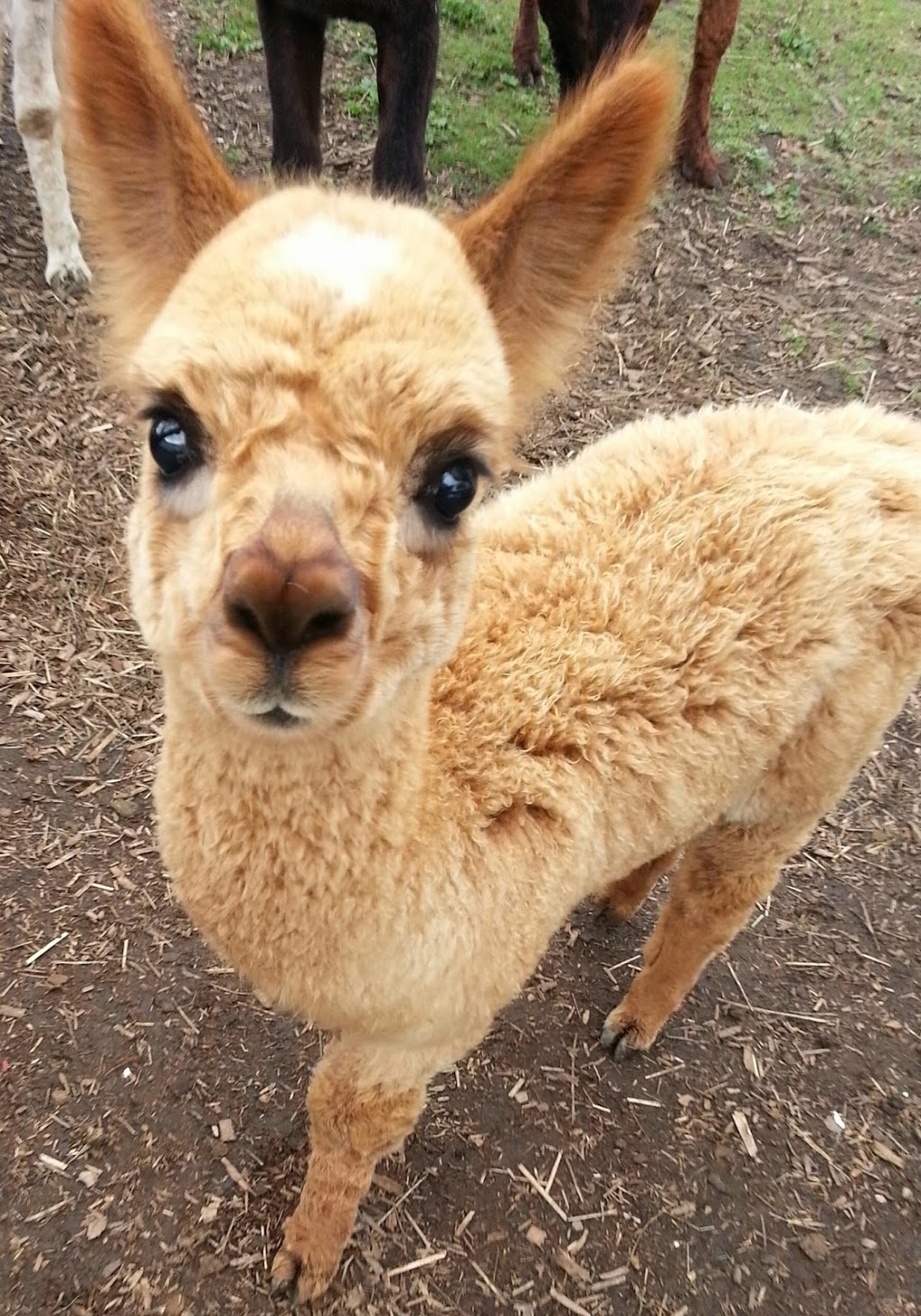 Alpaco Farm | 7490 Kickerville Rd, Blaine, WA 98230, USA | Phone: (360) 366-0997