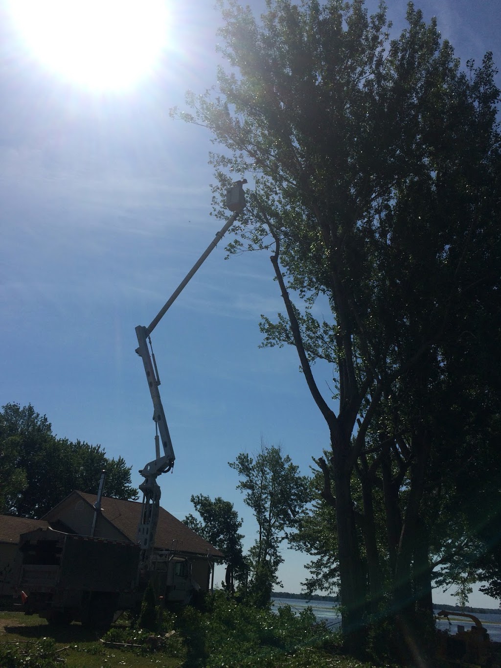 Ashton Line Clearing & Tree Service | Ashton, Ottawa, ON K7C 3P3, Canada | Phone: (613) 257-5612