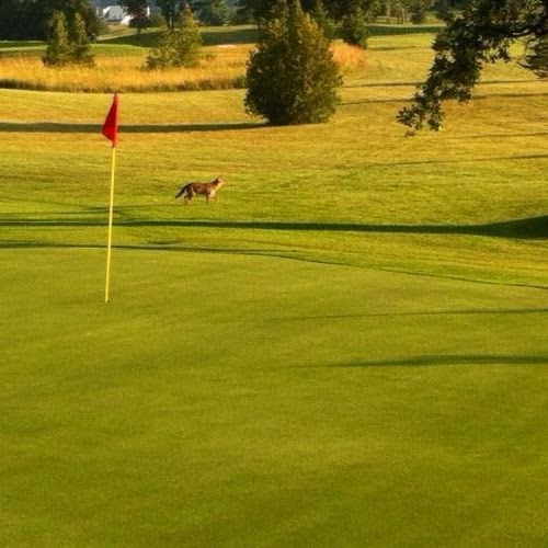 Sand Hills Golf Club | 9767 Port Franks Rd, Lambton Shores, ON N0M 2N0, Canada | Phone: (888) 833-8787