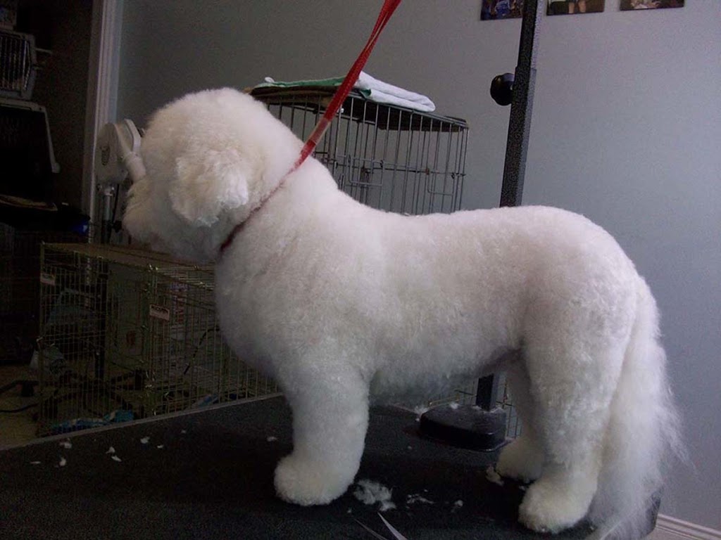 Heads To Tails Pet Grooming | 20319 36b Ave, Langley, BC V3A 2S3, Canada | Phone: (778) 837-5506