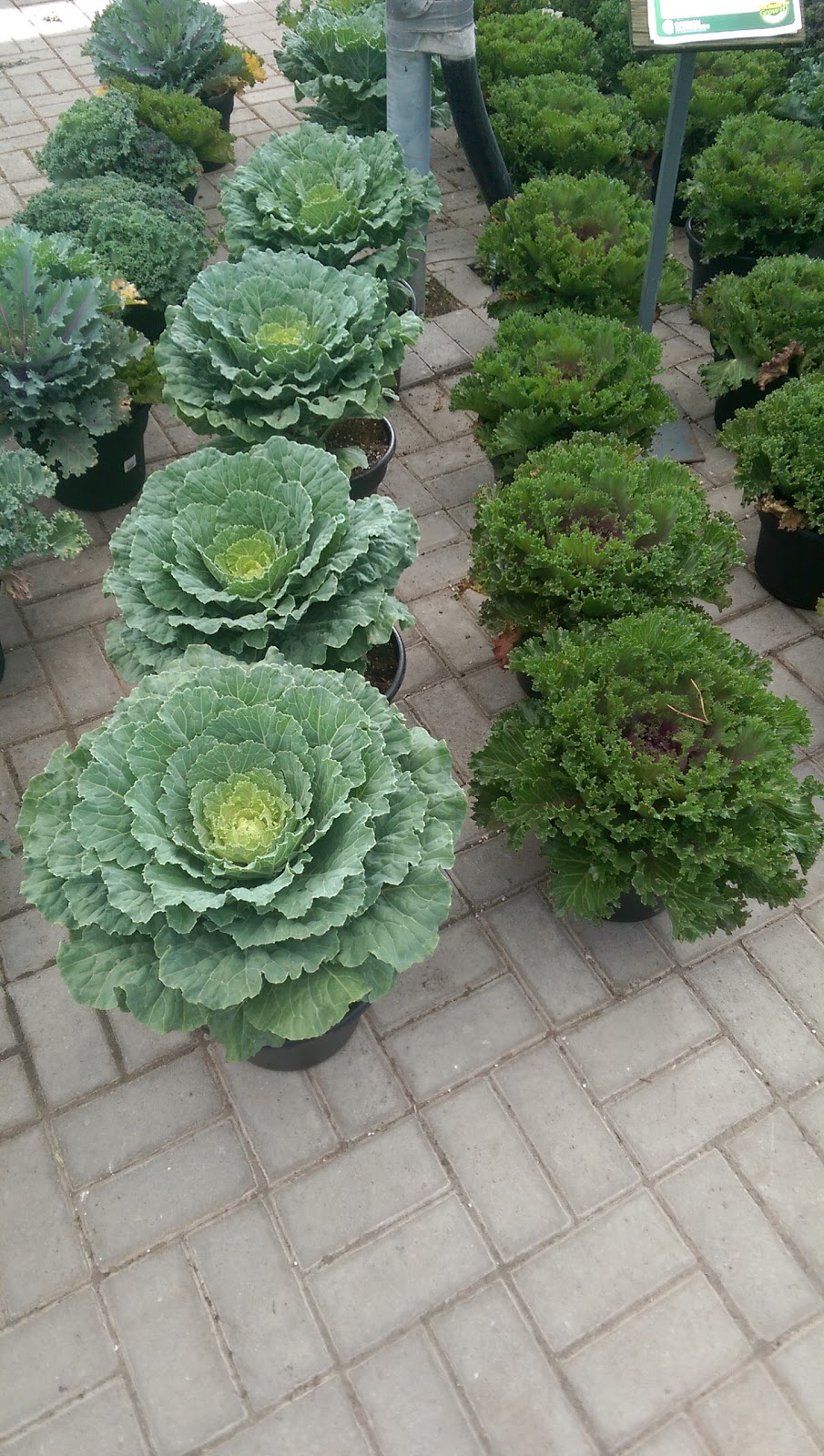 Connon Nurseries | 956A Old Highway #2, Trenton, ON K8V 5P5, Canada | Phone: (613) 392-0402