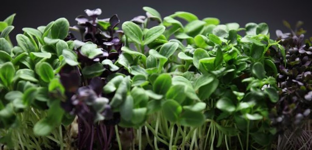 Wonderful Microgreens Inc. | 740 Arthur Parker Ave, Woodstock, ON N4T 0G8, Canada | Phone: (416) 580-5890