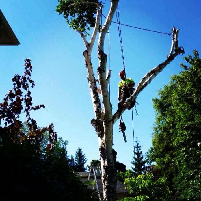 Ballantrae Tree Care | 5779 Aurora Rd, Whitchurch-Stouffville, ON L4A 7X4, Canada | Phone: (416) 347-6761