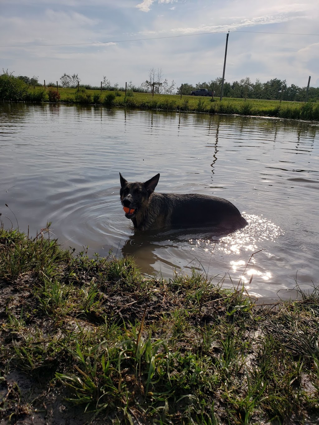 DogLandia Boarding and Training | 49369 AB-21, Leduc County, AB T0B 3M4, Canada | Phone: (780) 914-8840