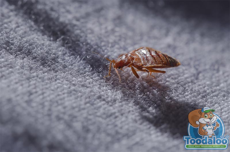 Toodaloo Pest Control | 17 Fawcett Rd #106b, Coquitlam, BC V3K 6V2, Canada | Phone: (844) 866-3256