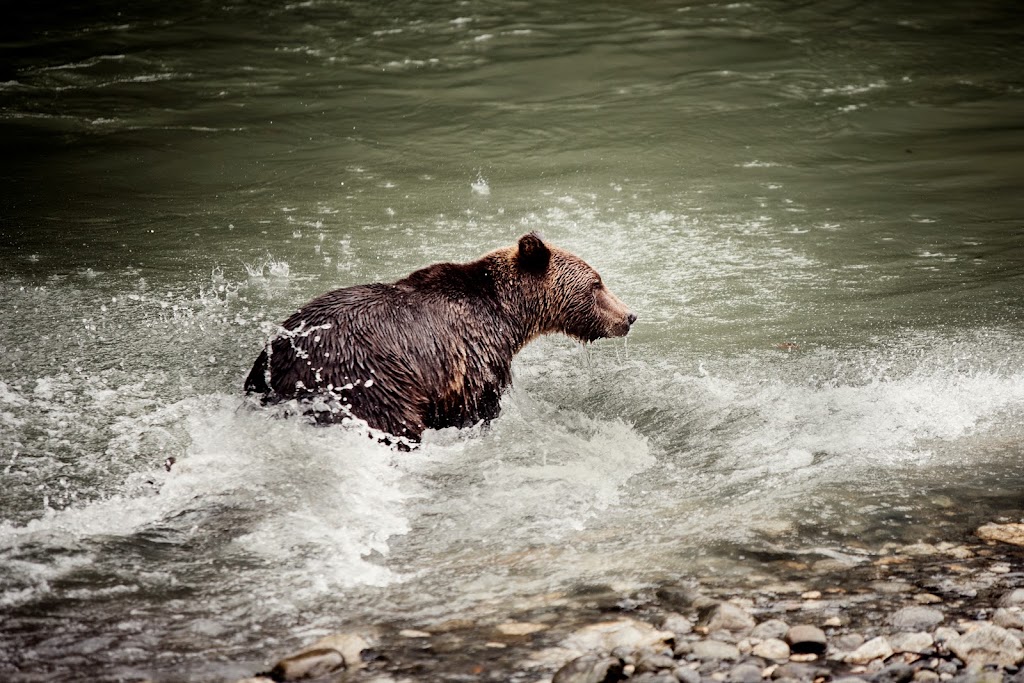 Klahoose Wilderness Resort | British Columbia V0P 1P0, Canada | Phone: (250) 935-8539