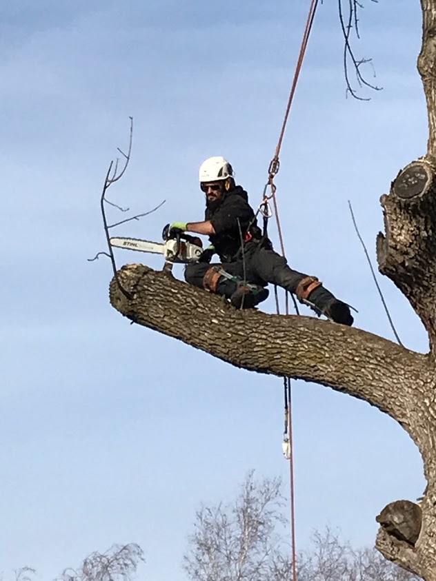 Zarb - Arboriculture Responsable | 5135 Rue Ramsay, Saint-Hubert, QC J3Y 2S3, Canada | Phone: (514) 358-2770