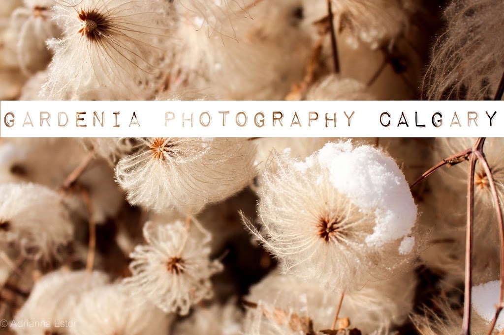 Gardenia Photography Calgary | 16 Eversyde Way SW, Calgary, AB T2Y 4R1, Canada | Phone: (403) 969-7471