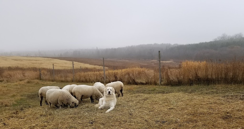 Potash Creek Farms | 400 Grassy Rd, Omemee, ON K0L 2W0, Canada | Phone: (705) 879-4489