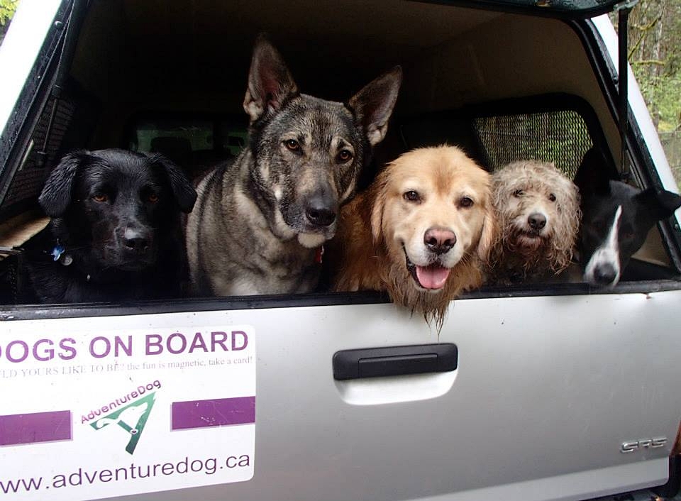 Adventure Dog | 3X8, 359 Cook St, Victoria, BC V8V 3X7, Canada | Phone: (250) 818-4364