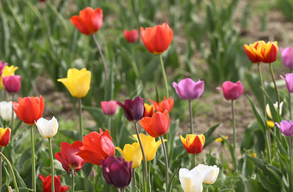 Tulipes.ca | 1201 Chem. du Général Vanier, Boucherville, QC J4B 5E4, Canada | Phone: (833) 885-4737