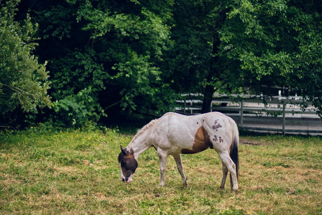 Brookside Stables | 343 Caldecote Rd, Victoria, BC V9E 2H3, Canada | Phone: (250) 217-6364