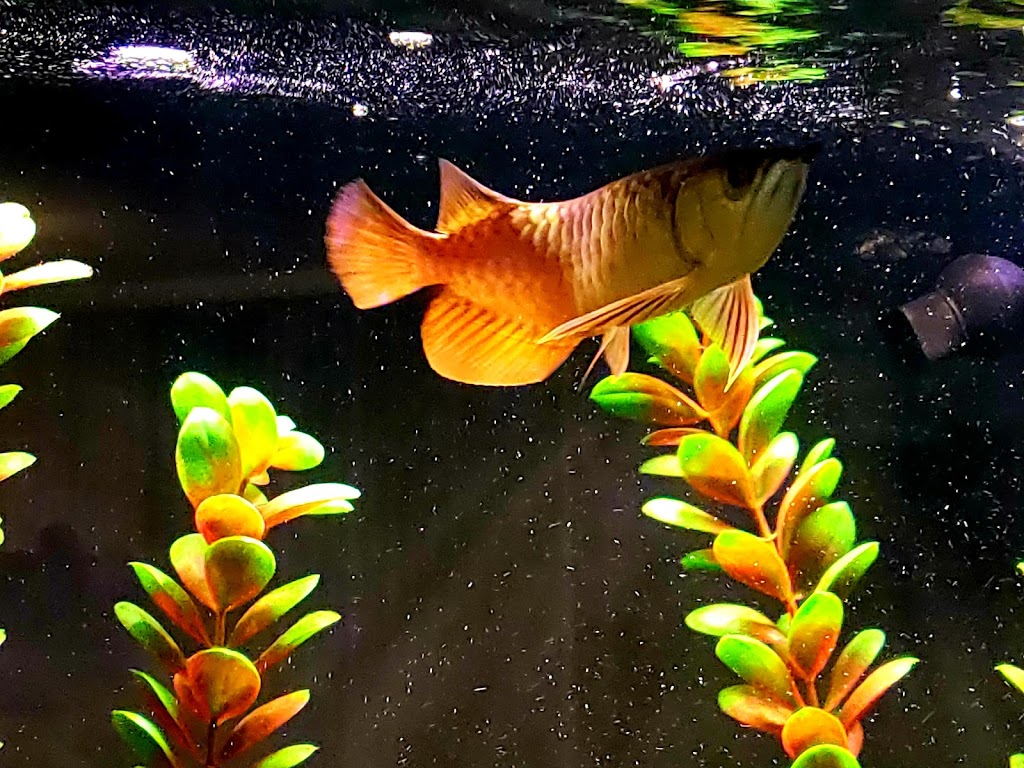 Miracles Aquariums | 26 French Dr, Mono, ON L9W 5W1, Canada | Phone: (519) 941-8265
