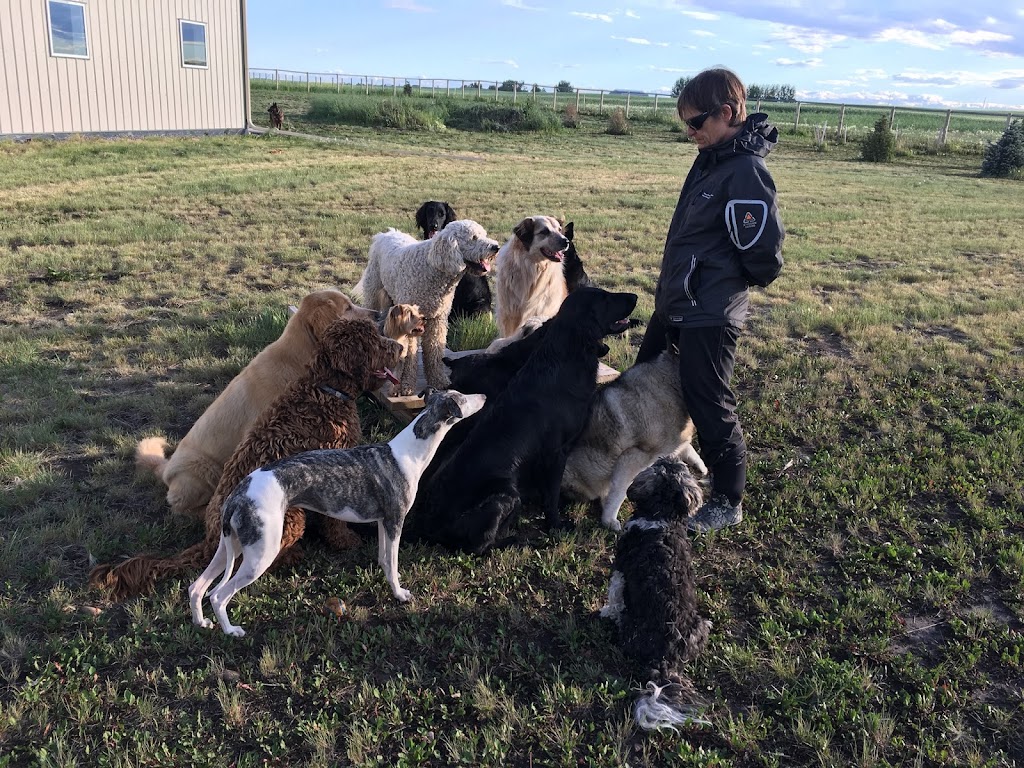 Annas Ark Dog Training, Walking and Boarding | RR 2, Blackie, AB T0L 0J0, Canada | Phone: (403) 684-3641