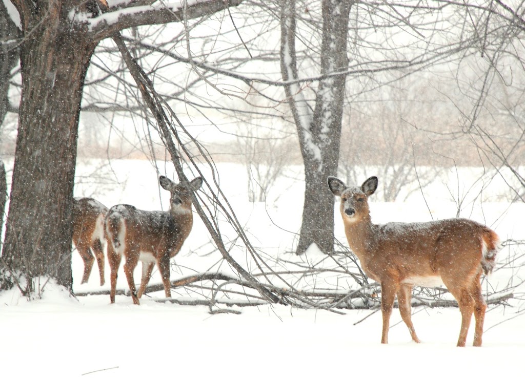 Park Île Charron | 2495 Rue de lÎle Charron, Longueuil, QC J4G 1R6, Canada | Phone: (450) 463-7311