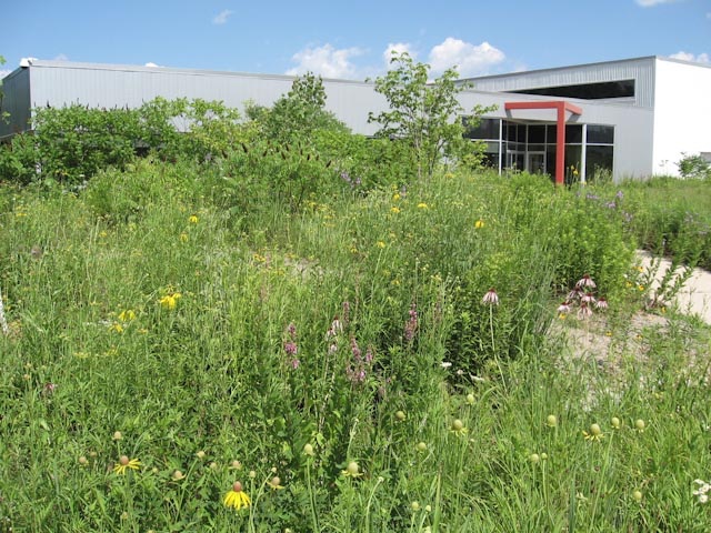 Native Plant Source | 1120 Wurster Pl, Breslau, ON N0B 1M0, Canada | Phone: (519) 240-4159