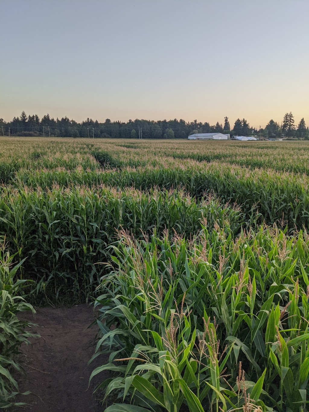 Bose Farms Corn Maze | 5948 156 St, Surrey, BC V3S 4N8, Canada | Phone: (778) 578-5450