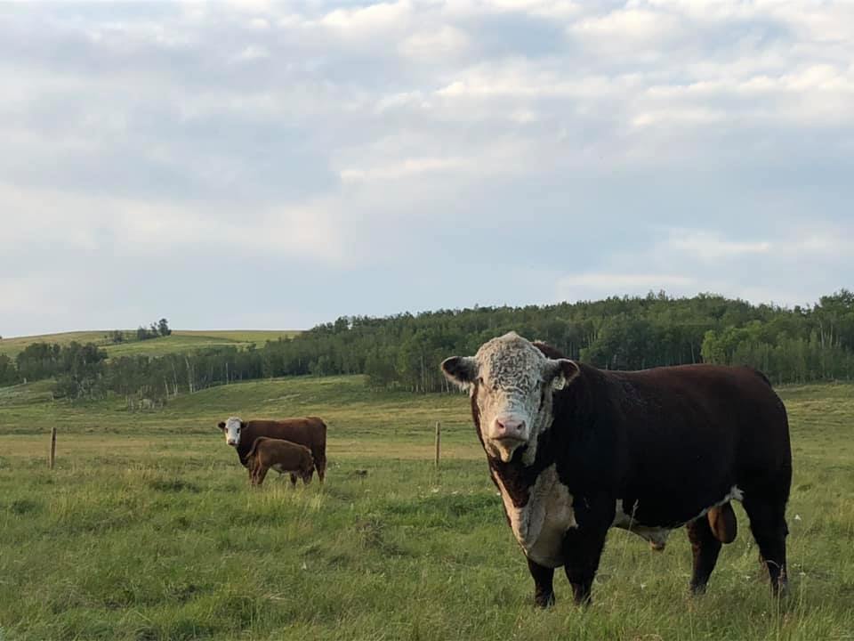 Coulee Crest Farms | 28050 Township Rd 342, Bowden, AB T0M 0K0, Canada | Phone: (403) 227-2259