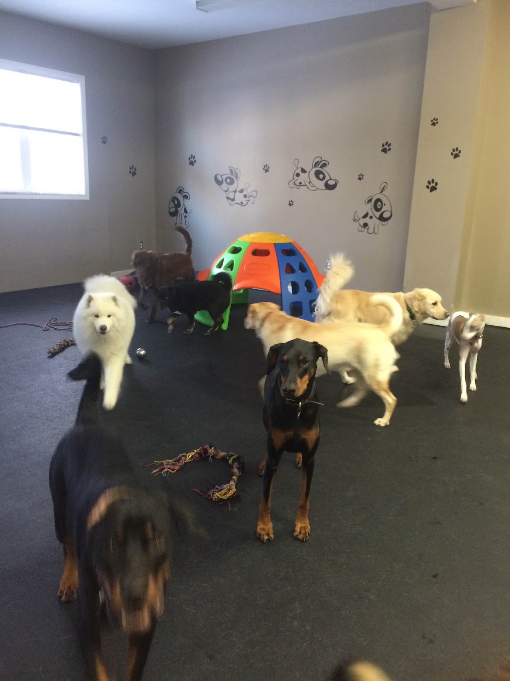 Dogs At Play | 169 Charlotte St S, Newmarket, ON L3Y 3S7, Canada | Phone: (905) 235-8111