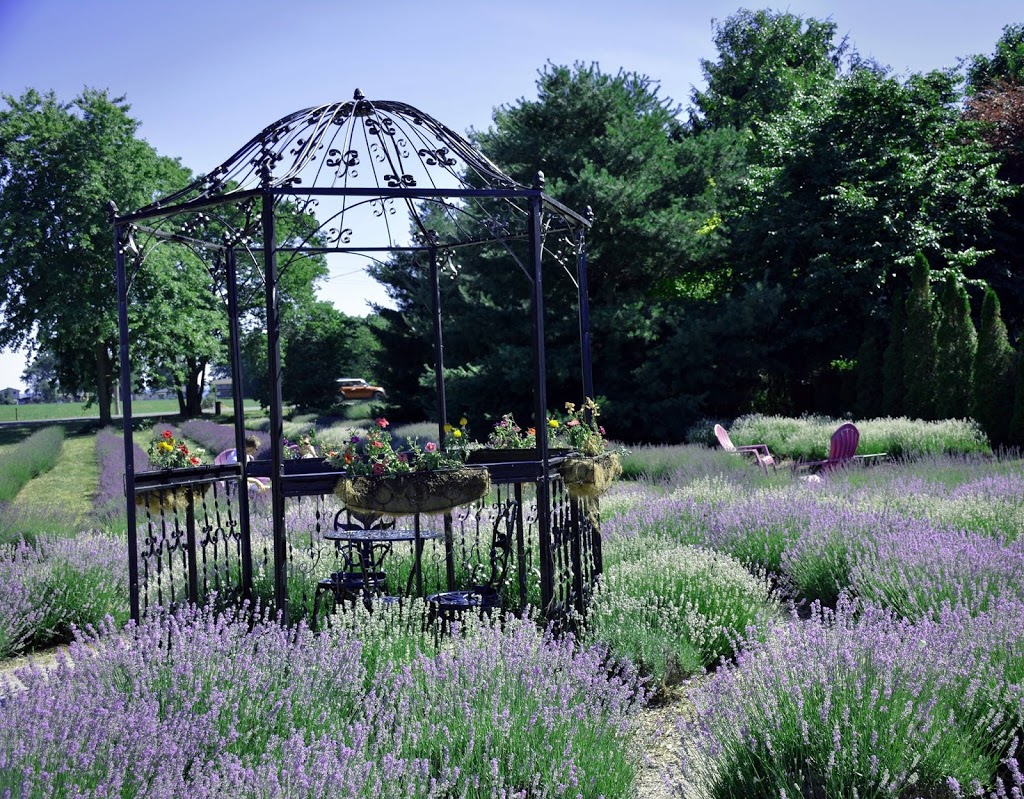 Serenity Lavender Farm Inc | 130 Essex County Rd 50, Harrow, ON N0R 1G0, Canada | Phone: (519) 738-6111