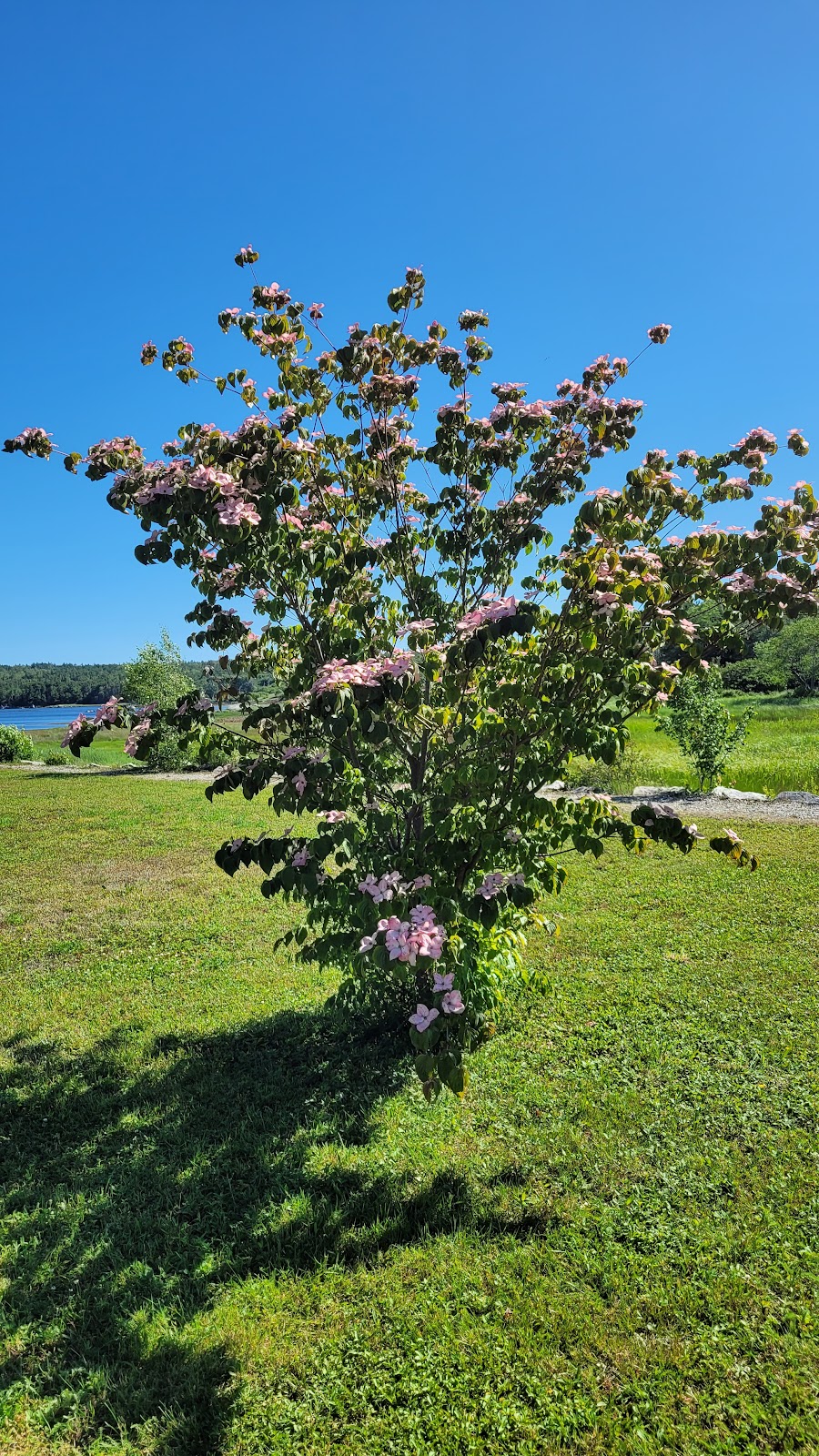 Birchtown Museum | 131 Old Birchtown Rd, Shelburne, NS B0T 1W0, Canada | Phone: (902) 875-1293