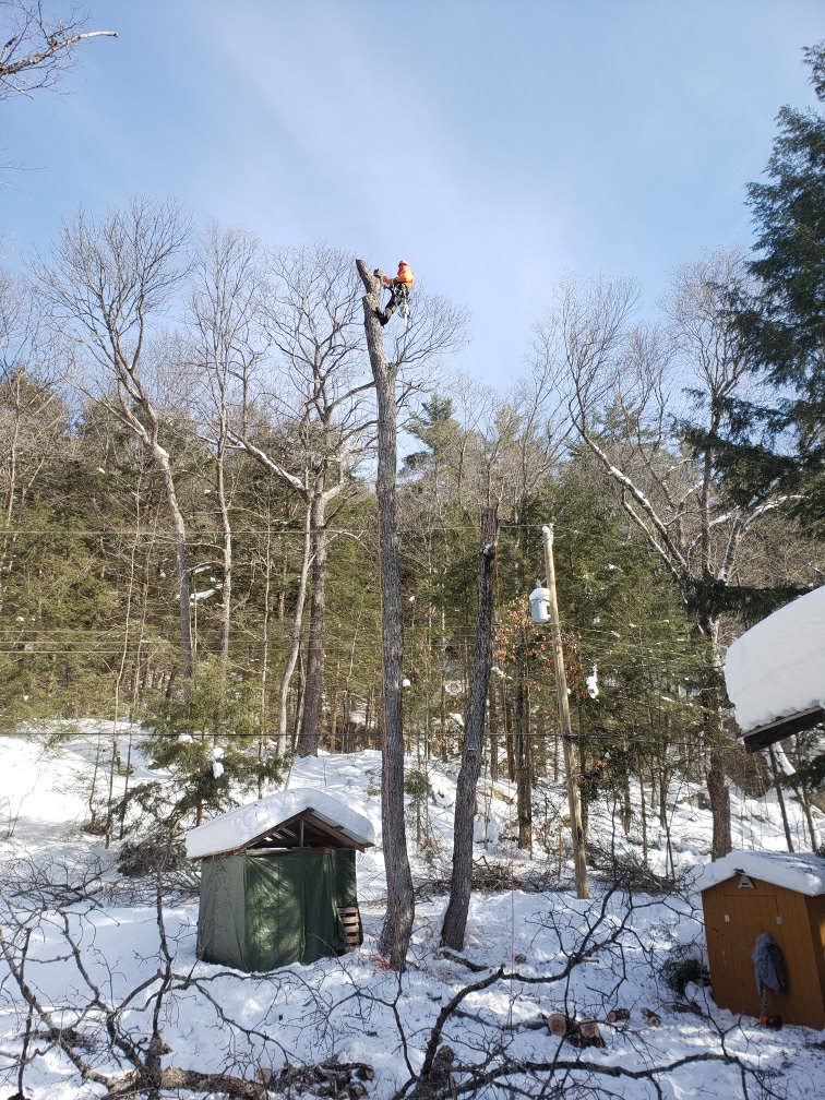 Skeletonizer Tree Services | 1088 St Peters Rd, Algonquin Highlands, ON K0M 1J1, Canada | Phone: (705) 457-8732