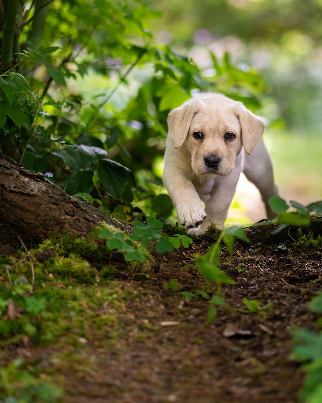 Vancity Pooch Pics | 1475 Riverside Dr, North Vancouver, BC V7H 1V6, Canada | Phone: (604) 837-1579