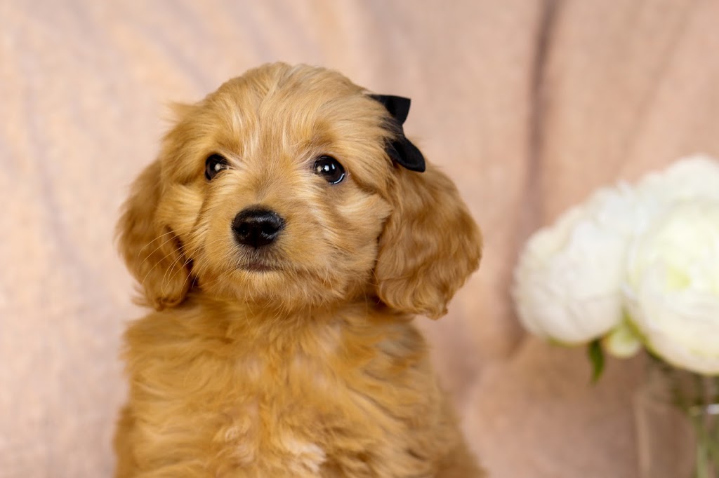 Ridge & Valley Farm- Goldendoodle Breeder | 5318 ON-3, Simcoe, ON N3Y 4K4, Canada | Phone: (905) 518-8771