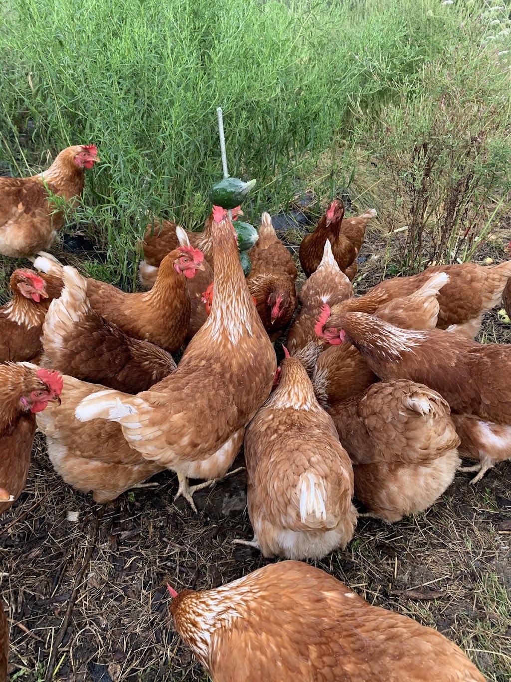 La Ferme Potagère | 1523 Chem. Ayers Cliff, Magog, QC J1X 7Z9, Canada | Phone: (819) 843-2884