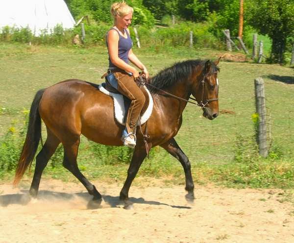 Captiva Farms Horseback Riding | 189 Chemin de la Montagne, Wakefield, QC J0X 3G0, Canada | Phone: (819) 459-2769