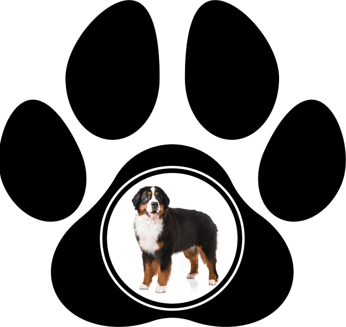 Safe Trim - Dog and Cat Grooming Service | 424 Stirling Ave, Nanaimo, BC V9R 4C2, Canada | Phone: (250) 797-8777