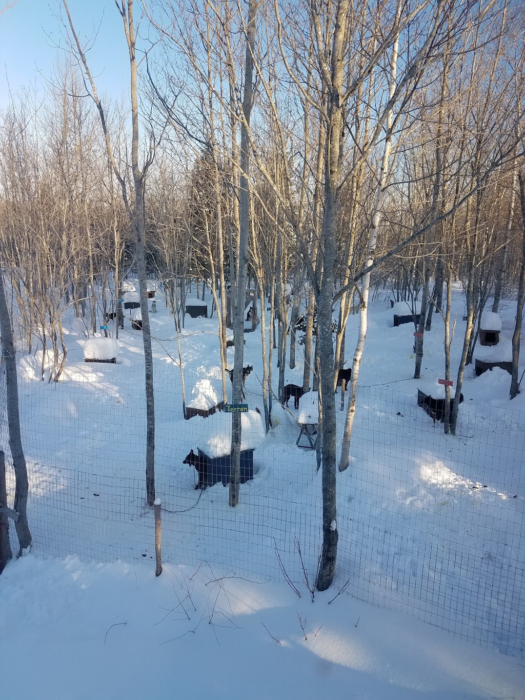 Chien Aventures/Sled Dog Adventures | 5586 route 134, Allardville Parish, NB E8L 1A8, Canada | Phone: (506) 583-1717