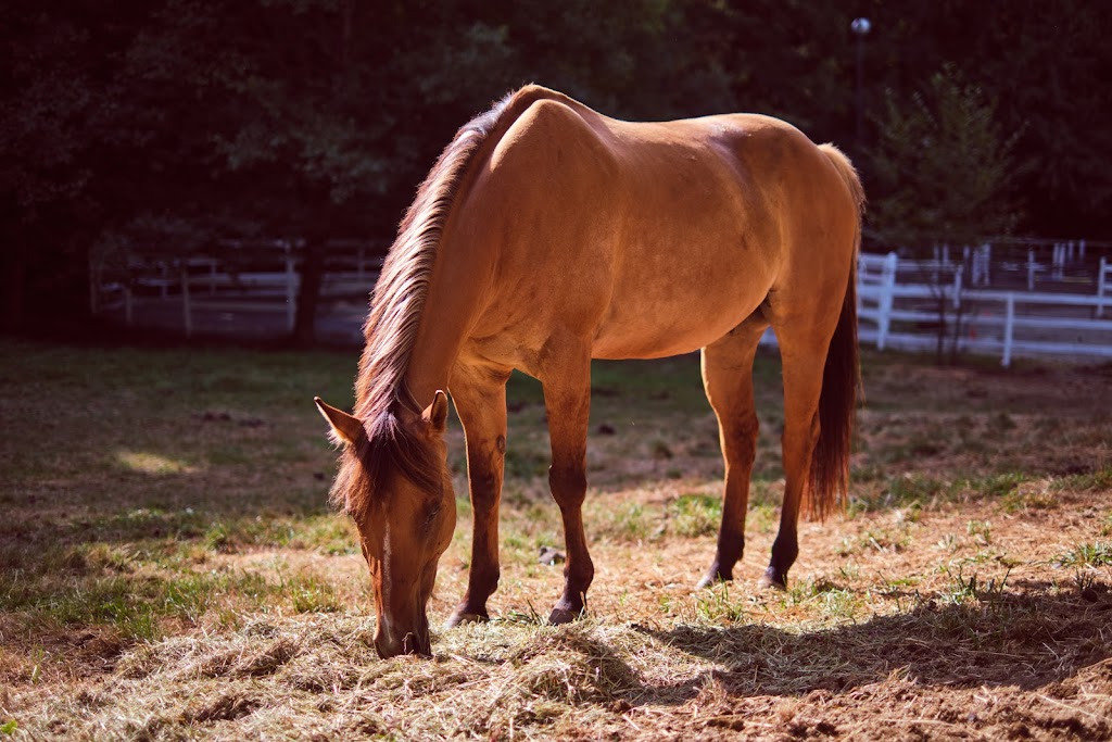 Brookside Stables | 343 Caldecote Rd, Victoria, BC V9E 2H3, Canada | Phone: (250) 217-6364