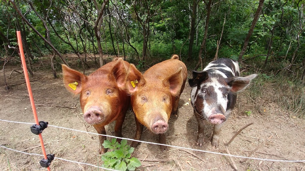 Ferme bétail des bois | 791 QC-321, Papineauville, QC J0V 1R0, Canada | Phone: (514) 742-9320