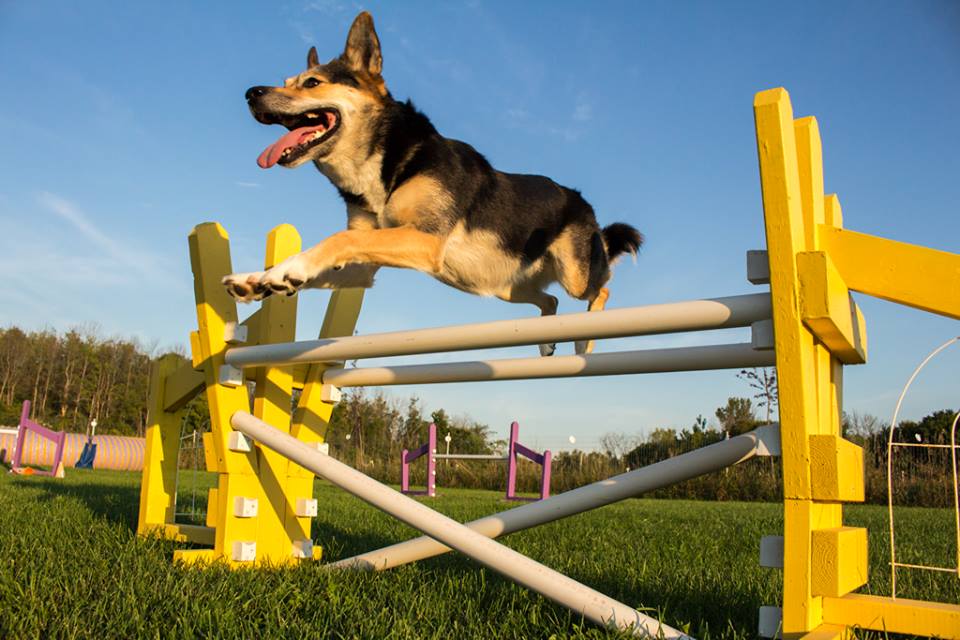 Dogz Canine Sports Centre | 3859 Carling Ave, Nepean, ON K2K 2Y7, Canada | Phone: (613) 768-9793