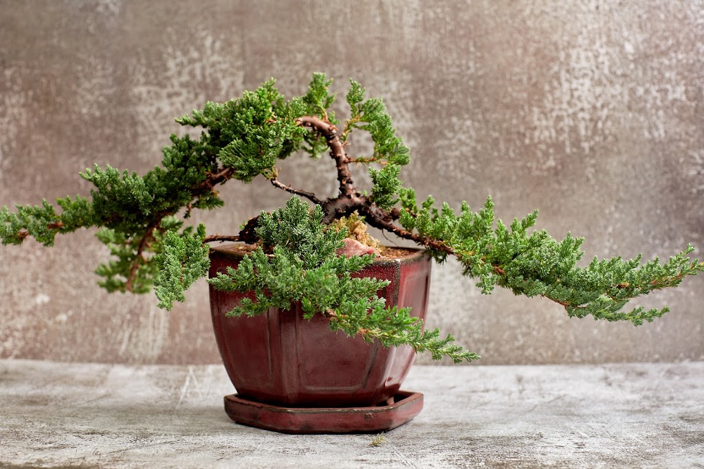 Bonsai Ottawa | 2784 Lancaster Rd unit C1, Ottawa, ON K1B 4S4, Canada | Phone: (613) 276-7267