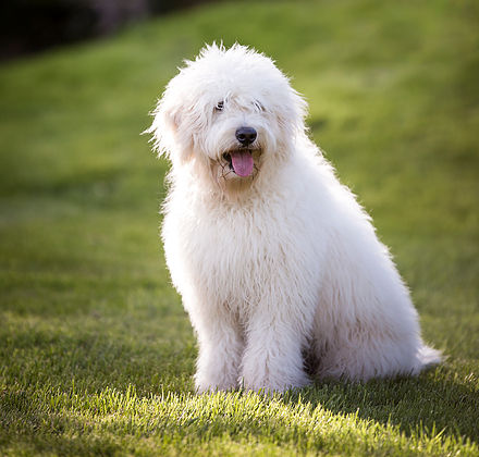 Ridge & Valley Farm- Goldendoodle Breeder | 5318 ON-3, Simcoe, ON N3Y 4K4, Canada | Phone: (905) 518-8771