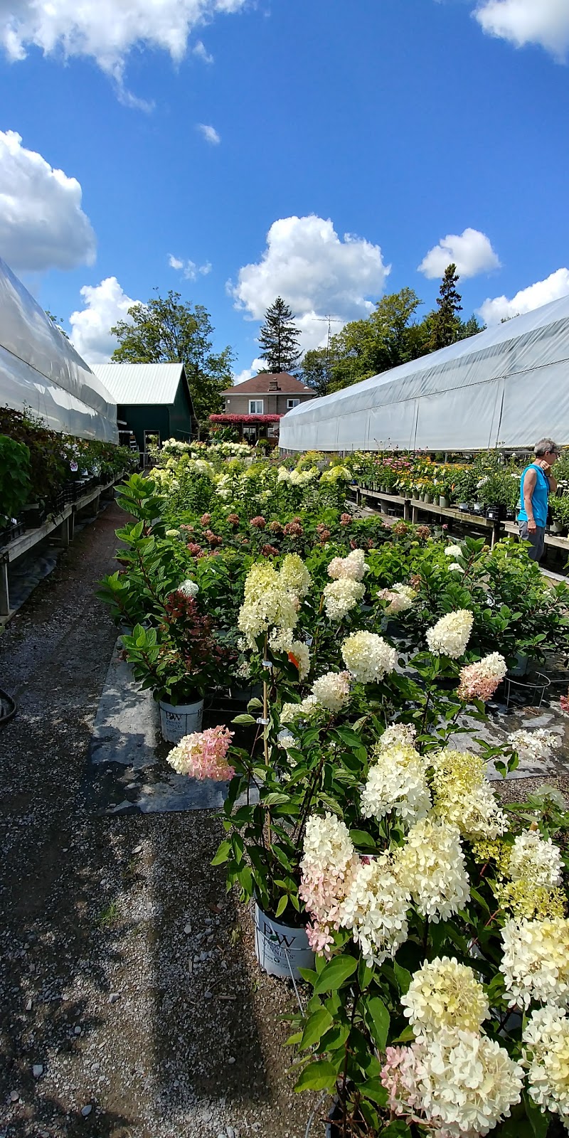 Griffins Greenhouses | 3026 Lakefield Rd, Peterborough, ON K9J 6X5, Canada | Phone: (705) 652-8638