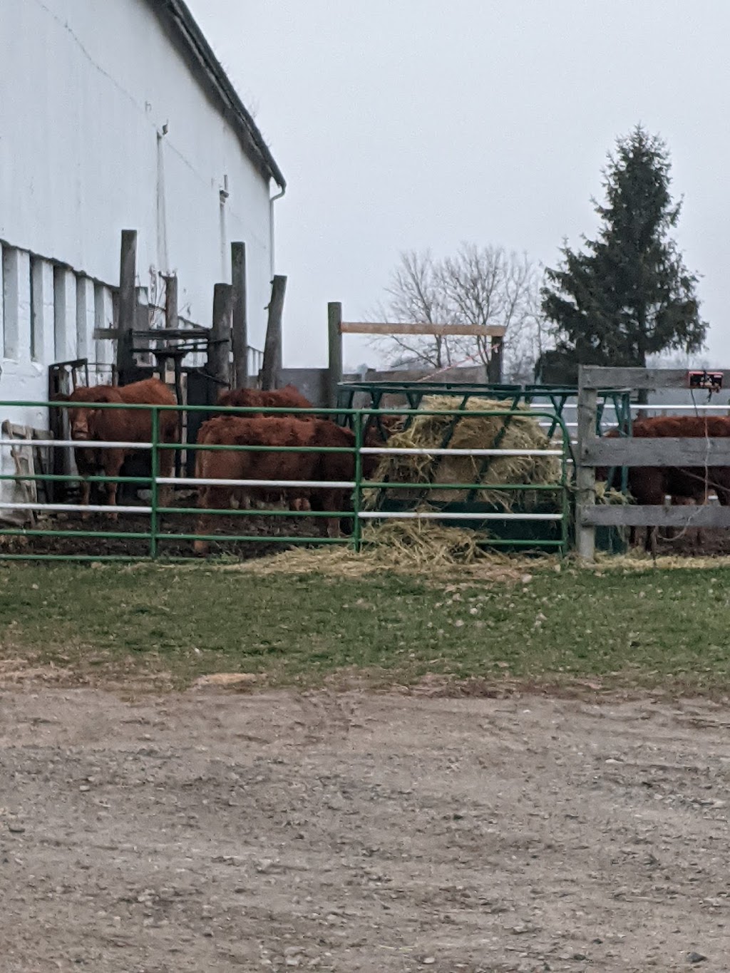 Bow Park Farm Limousin Cattle | 140 Oxbow Rd, Brantford, ON N3T 5L6, Canada | Phone: (905) 483-5161